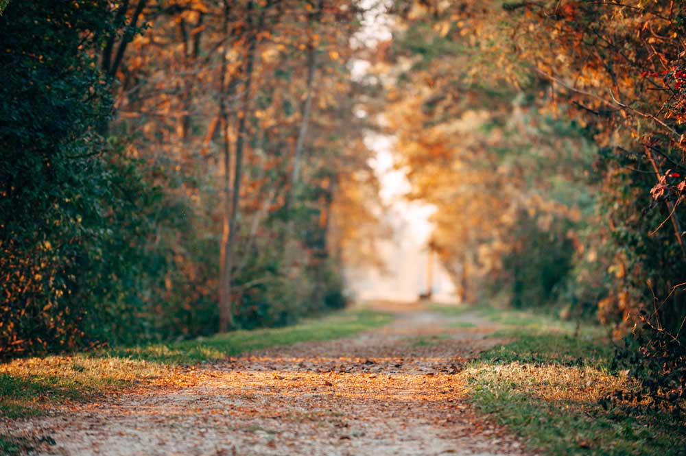 path in the trees
